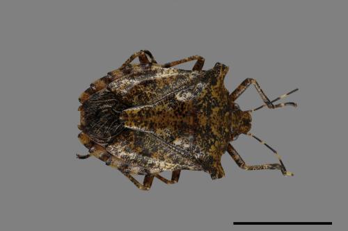 <已分類>Genus：Placosternum[00049532]