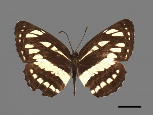 Neptis hylas luculenta[琉球三線蝶][00027476]