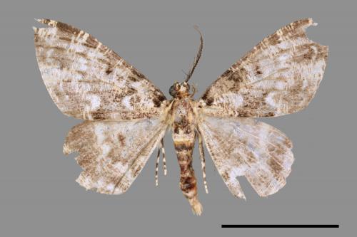 Prochasma dentilinea[齒紋淡黃小尺蛾][00087381]