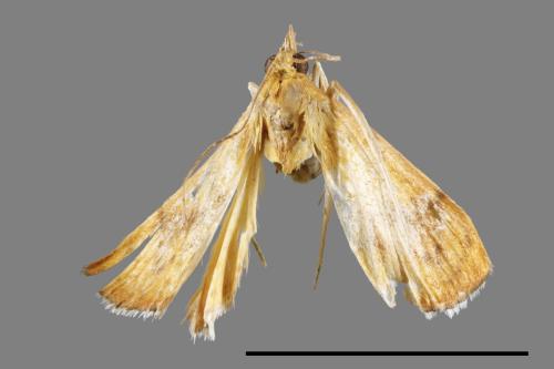 <已分類>Family：Crambidae[草螟科][00021768]