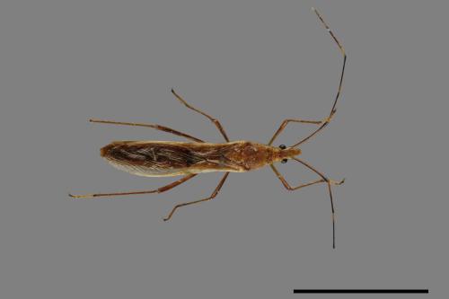 Leptocorisa acuta[禾蛛緣蝽][00079576]