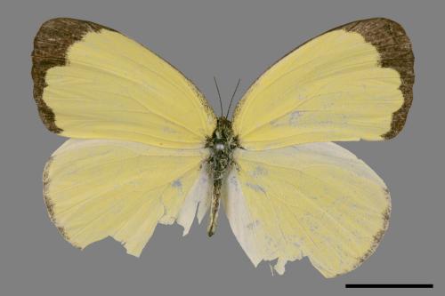 Eurema blanda arsakia[臺灣黃蝶][00027393]