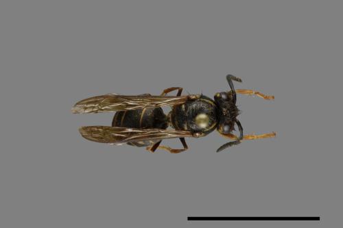 Vespula flaviceps[細黃胡蜂][00072950]