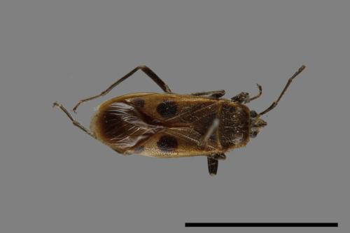 Physopelta parviceps[東亞斑紅椿][00054132]
