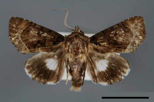 <已分類>Genus：Aedia[00007085]