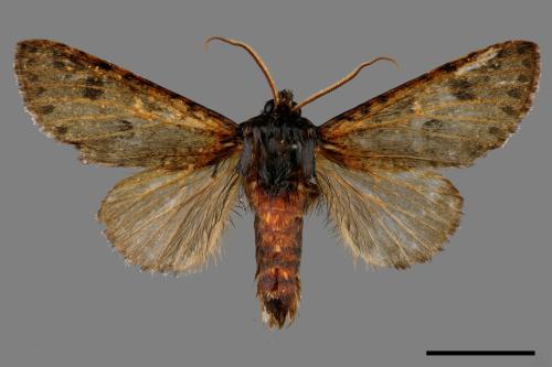Pantherinus bipunctatus bipunctatus[雙點新林舟蛾][00039434]