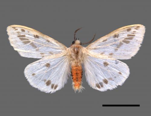 Lemyra rhodophilodes[姬白污燈蛾][00039471]