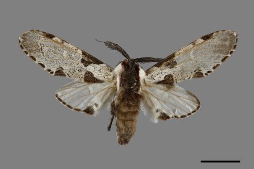Harpyia longipennis[鹿枝背舟蛾][00071034]