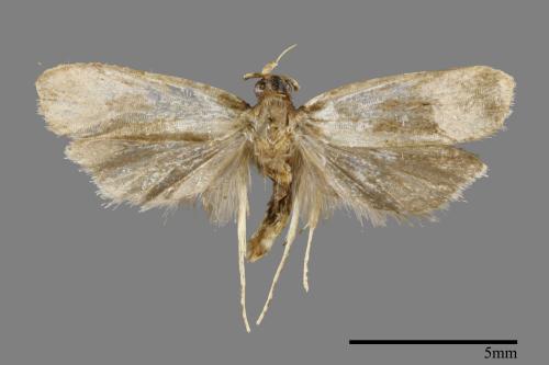 <已分類>Order：Lepidoptera[鱗翅目][00092117]