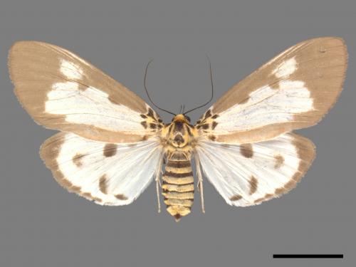 Asota plana lacteata[長斑擬燈蛾][00051382]