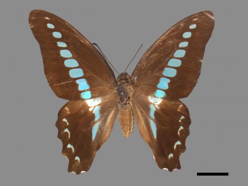 Graphium sarpedon connectens[青帶鳳蝶][00013703]