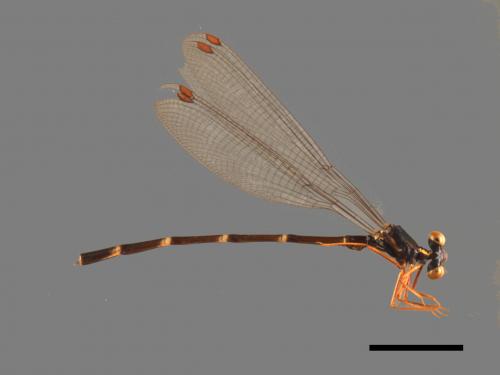 Rhipidolestes aculeatus aculeatus[芽痣蹣蟌][00104046]