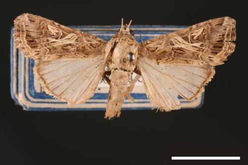 Spodoptera litura[斜紋夜蛾][00002831]