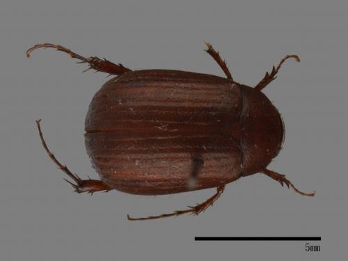 <已分類>Family：Scarabaeidae[金龜子科][00054359]