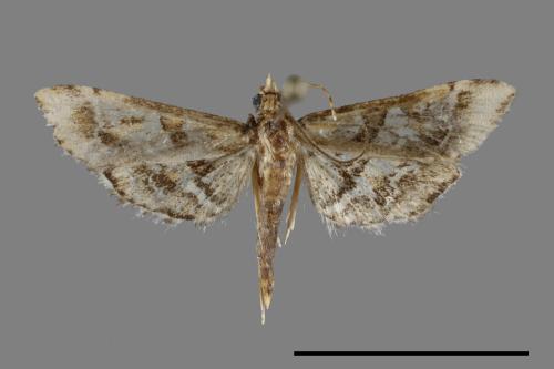 <已分類>Family：Crambidae[草螟科][00099814]