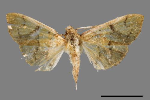 <已分類>Family：Crambidae[草螟科][00065619]