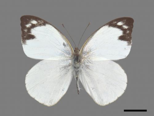 Appias indra aristoxemus[雲紋粉蝶][00027518]