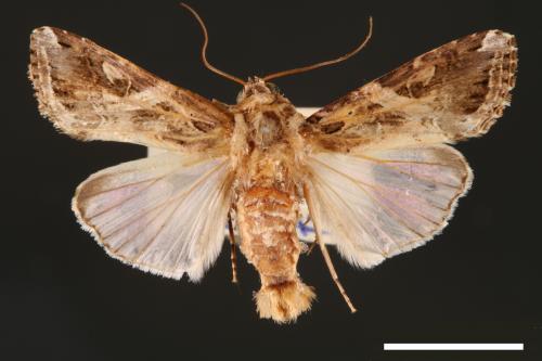 Spodoptera litura[斜紋夜蛾][00002777]