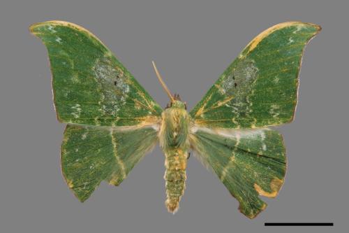 Tanaorhinus viridiluteatus[雙點鐮翅青尺蛾][00052560]
