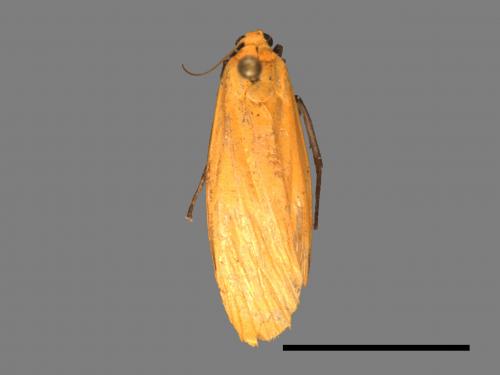 Eilema magnata[巨土苔蛾][00036996]
