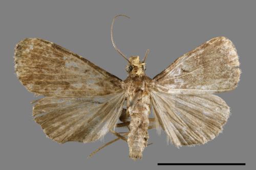 <已分類>Family：Noctuidae[夜蛾科][00011109]