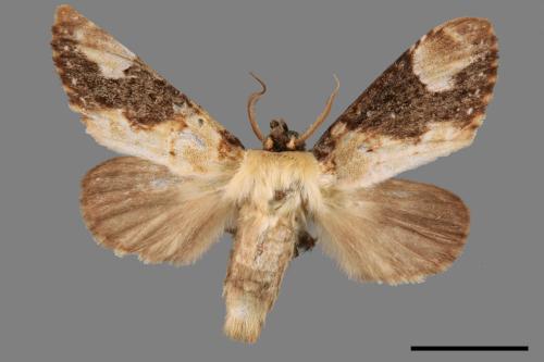 Formofentonia orbifer rotundata[圓紛舟蛾][00014503]