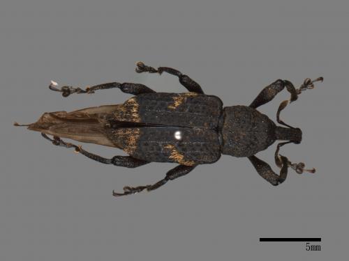 <已分類>Family：Curculionidae[象鼻蟲科][00080647]
