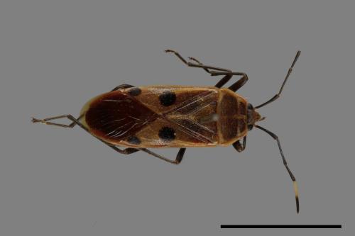 Physopelta quadriguttata[00040907]