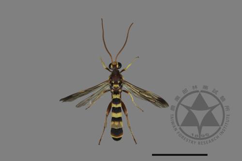 <已分類>Family：Ichneumonidae[姬蜂科][00197800]