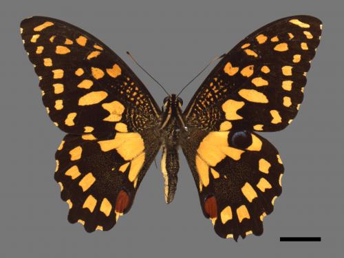 Papilio demoleus[無尾鳳蝶][00013728]