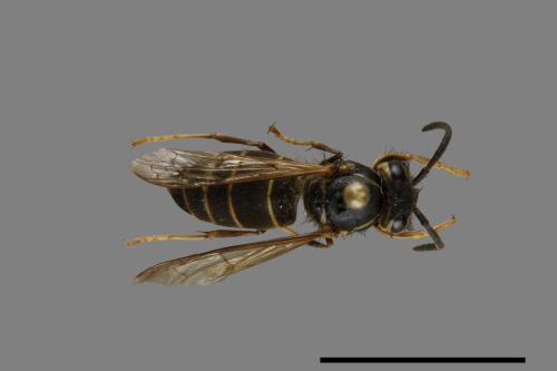 Vespula flaviceps[細黃胡蜂][00073459]