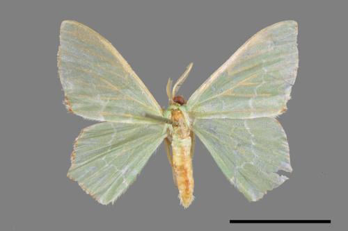 Hemistola simplex[紅緣無繮青尺蛾][00023538]