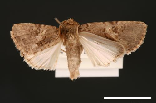 Spodoptera pecten[梳灰翅夜蛾][00002880]