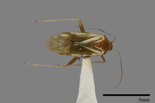 <已分類>Family：Miridae[盲椿象科][00079903]