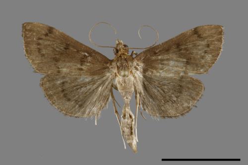 <已分類>Family：Crambidae[草螟科][00091739]