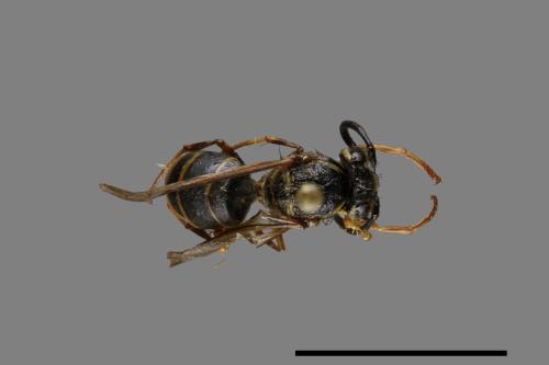 Vespula flaviceps[細黃胡蜂][00073228]