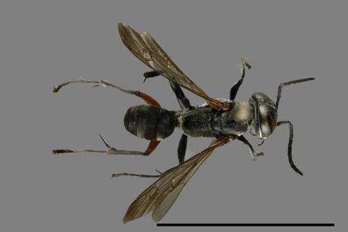 <已分類>Family：Sphecidae[細腰蜂科][00013238]