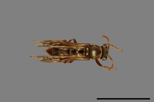 Polistes shirakii[shirakii][00072759]