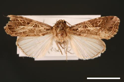 Spodoptera litura[斜紋夜蛾][00002846]