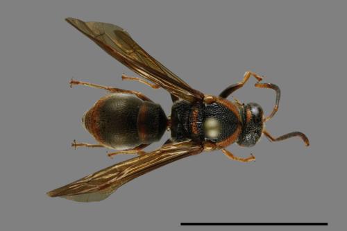 Orancistrocerus drewseni nigricapitus[赭褐毛唇蜾蠃][00100891]