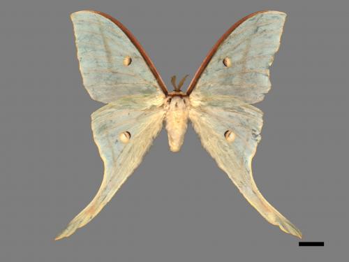 Actias selene ningpoana[長尾水青蛾][00016358]