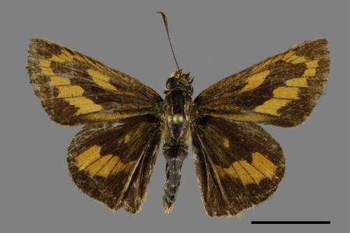 Telicota bambusae horisha[埔里紅挵蝶][00093884]