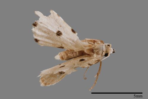 Metaemene atrigutta maculata[麗夜蛾][00009188]