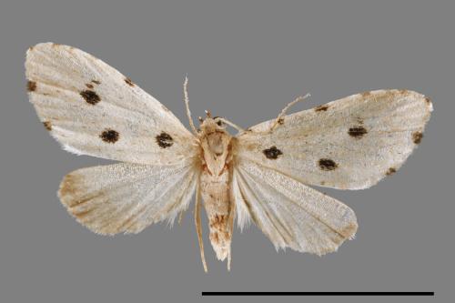 Metaemene atrigutta maculata[麗夜蛾][00009046]