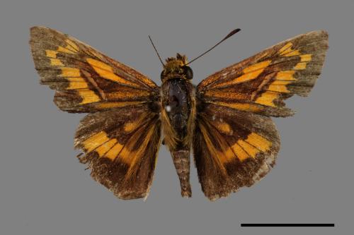 Telicota ohara formosana[竹紅挵蝶][00013838]