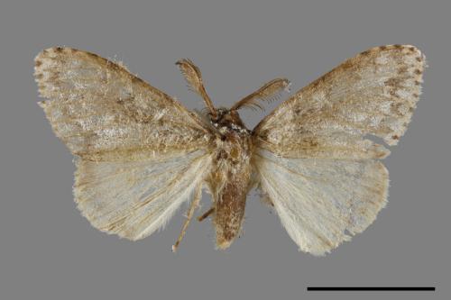Lymantria grisea kosemponis[L紋褐毒蛾][00051704]