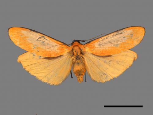 Conilepia nigricosta paiwan[藍緣苔蛾][00044576]