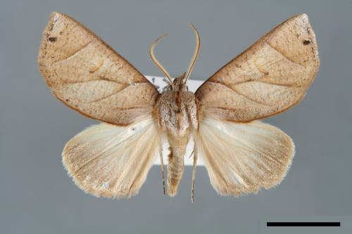 <已分類>Family：Noctuidae[夜蛾科][00006997]