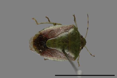 <已分類>Genus：Plautia[00026104]
