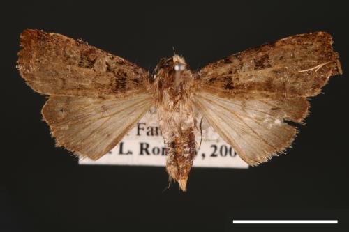 Diarsia formosensis[00000908]